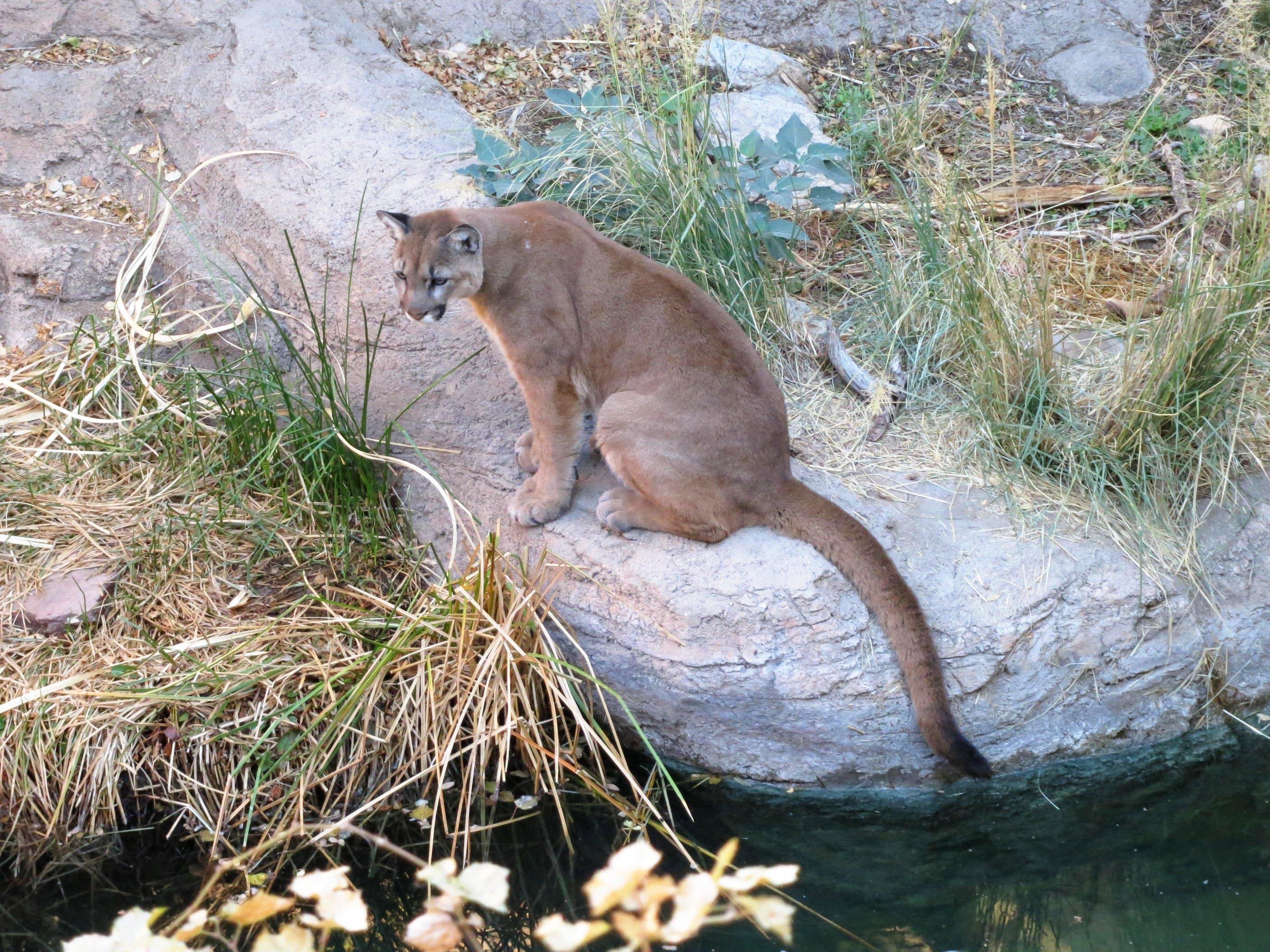 Arizona-Sonora Desert Museum | Center For English As A Second Language